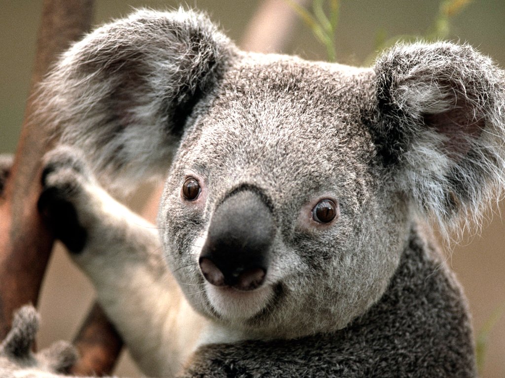 120x80-koala.jpg