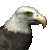 50x50-eagle2.gif